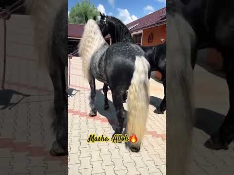 Masha Alloh🔥 #кокпар #кокбору #бишкек #улак #бузкаши #uloq #кыргызстан #казахстан #бишкек