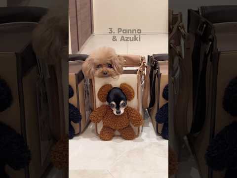 顔ハメバッグ！同じ色のバッグに顔を入れることができるかな？第二弾！#dog #cutedog