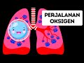 Understanding the Journey of Air and Blood in the Human Body