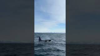 Say yes to cool plans… sometimes they end with orcas 🐋