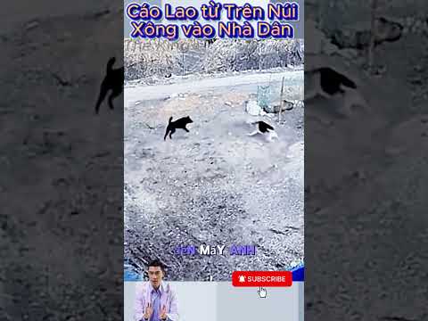 Cáo Từ trên Núi Liều Lĩnh Lao Vào Nhà Dân may Mắn có Chó Nhà Bảo vệ