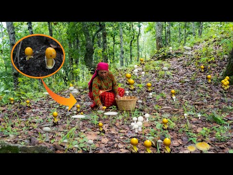 Wild Mushroom Hunting in Jungle || कस्तो जंगली च्याउ पकाउने खाने तरिका || Kanchhikitchen