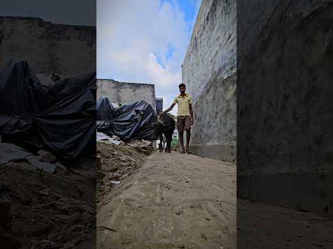 Chavdu aaj ghumne gya #shorts #minivlog #vlogs