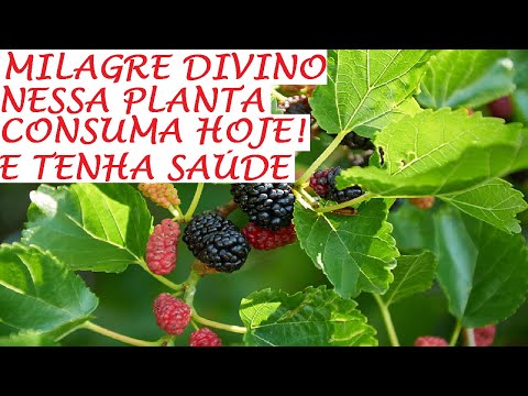 Milagre divino em uma planta, consuma e veja os benefícios a sua Saúde!