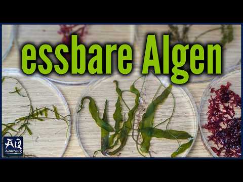 Makroalgen direkt aus dem Aquarium essen! | AquaOwner