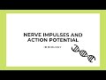Neuronal Action Potential Concepts