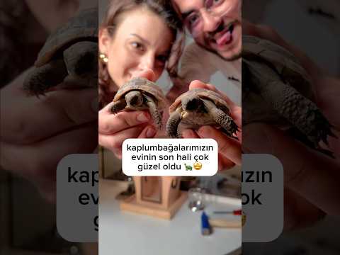 miskin ve tombik halinden memnun gibi😁🧡🐢#teraryum #kaplumbağa #akvaryum