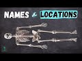Identifying Major Bones of the Skeletal System