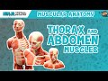 Muscle Functions and Actions