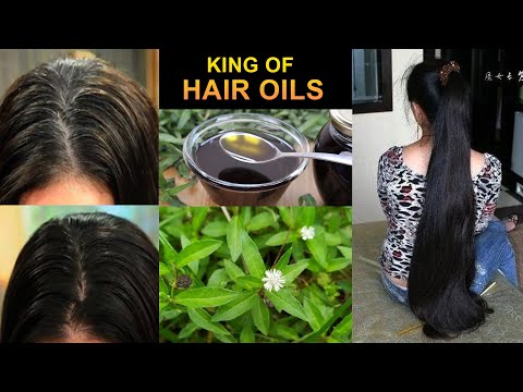 Bhringraj Hair Oil Making at Home for Hair Growth | Thick Hair | Filmojitalk digital