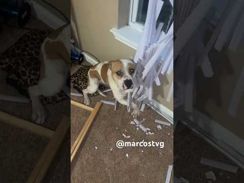 Gamebred Pitbull Destroys New Home🤬 #marcostvg #trending