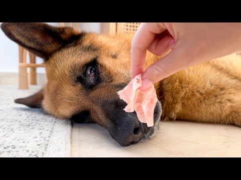 Trying to Wake My German Shepherd… With His Favorite Snack 😅🐶