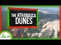 Athabasca Dunes Ecosystem and Adaptations
