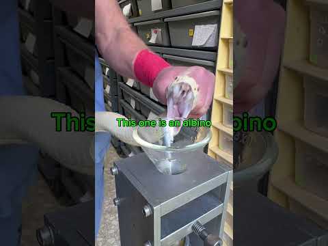 Two western diamondback rattlesnake extractions- slowed down! #venomous #dangeroussnake