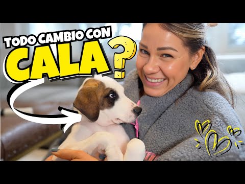 Desde Que Cala Llegó, Nada Es Como Antes… ¡Y Nos Encanta! 🐾😍