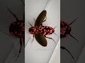 Survival Mechanisms of Cockroaches
