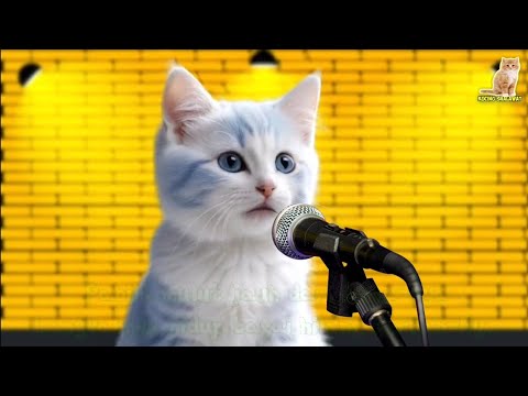 KUCING NYANYI SHOLLU ALA MUHAMMAD | PABILA HATI HILANG CAHAYA IMAN | Kucing Sholawat