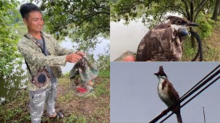 Bất Ngờ Được Người E Gọi Đi Quay Clip // B.ẫy Đấu Chim Chào Mào Má Trắng Có Thái Độ Cực Tốt.
