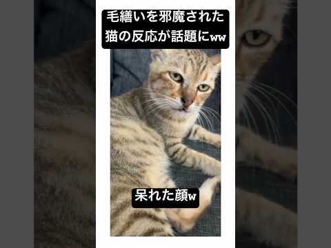 人間の反応みたい #shorts #reels #instagram