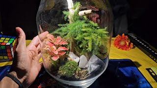 How to make a terrarium | KKS