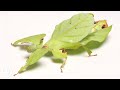 Giant Malaysian Leaf Insect Insights