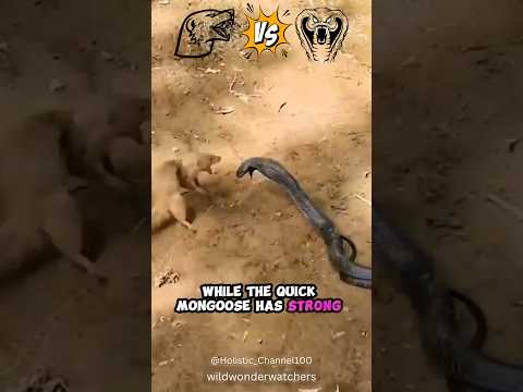 ๐ vs Mongoose ๐ฌ