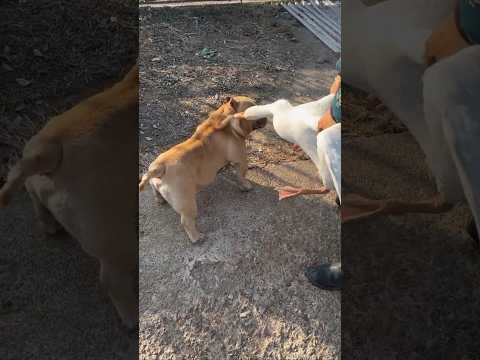 ๐Funny friendship of dog and duck ๐ฆ #animals #shorts #friendship