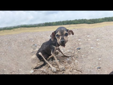 A tiny, skeletal puppy stumbled weakly down the street, her eyes pleading for help but no one care!