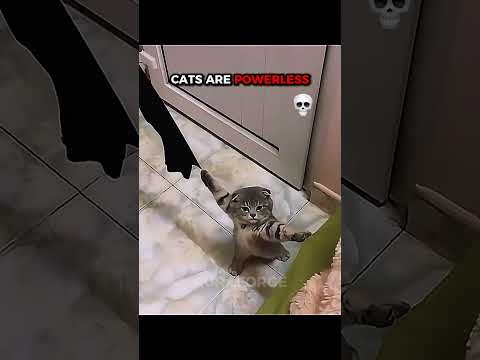 LAST CAT IS THE KING OF THE JUNGLE | CATS ARE POWERLESS