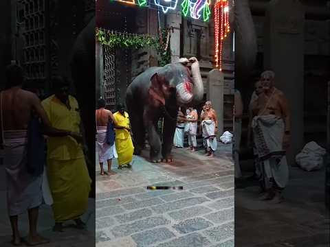 Miracle Elephant Temple #shortsvideo