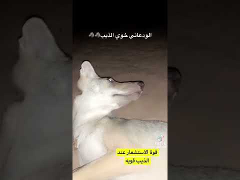 قوة استشعار الذيب ⚔️