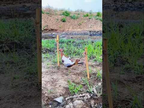 Rainy season frog #trending #pigeonlaver #facts #shortvideo #comedy #frog