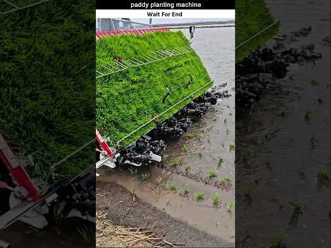 paddy planting machine #facts #viral
