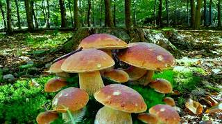 PIERWSZE BOROWIKI ! DZIŚ🌕 MEGA GRZYBOWO ! SZOK ! SEZON 2026 RUSZYŁ ! Grzyby. Grzybobranie 2026