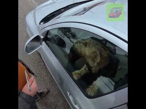 Pies zatrzasnął odpalone auto od środka #awaryjneotwieranie