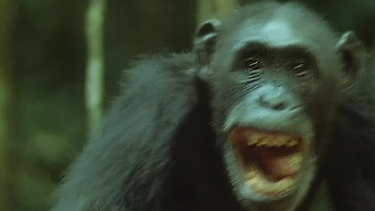 Chimps Hunt and Eat A Monkey Trials Of Life BBC Earth