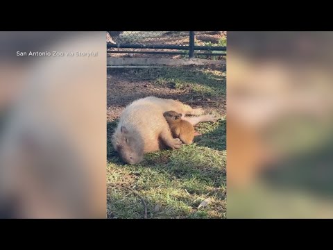 The capybara has been named the Animal of the Year!