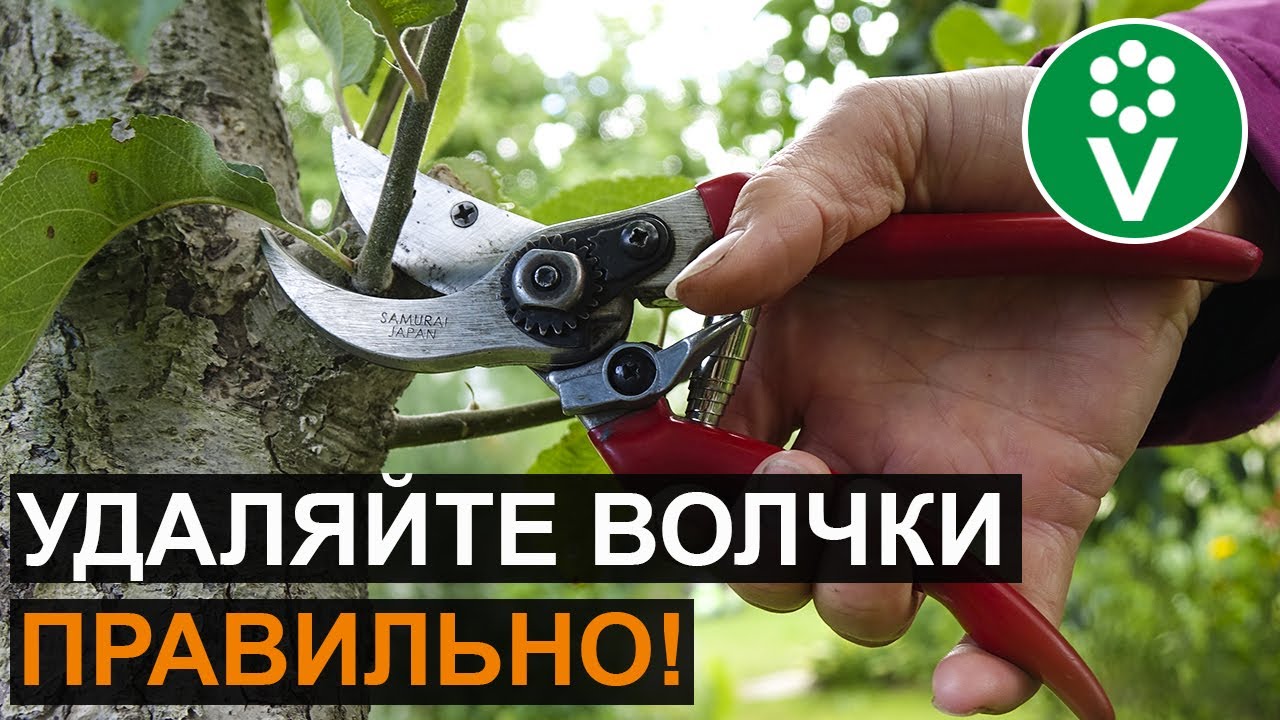 Обрезка волчков на яблоне