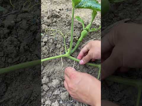 How to Hand Pollinate Pumpkins for Bigger, Better Harvests! 🎃🌼