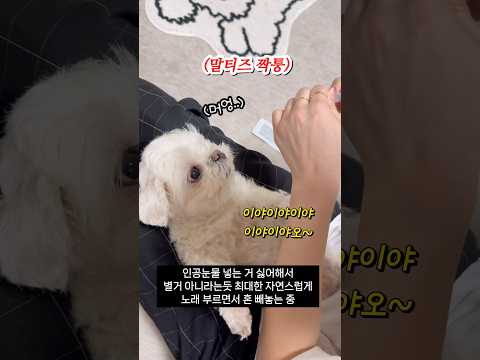 말티즈 진퉁과 짝퉁의 차이