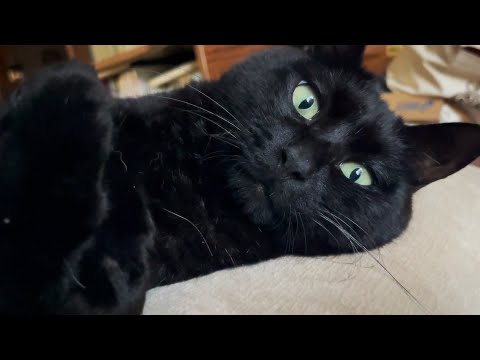 世界一可愛いセルフハグ！自分で自分を抱きしめる猫が可愛いすぎる　Cat gave himself a hug