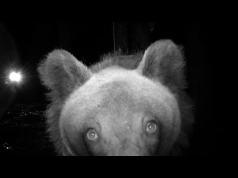 МЕДВЕДИ В СЛЕД ДРУГ ЗА ДРУГОМ НАЧАЛИ ПРИХОДИТЬ К СЕРОЙ БОЧКЕ.
