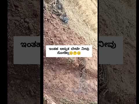 ಇಂತಹ ಬೇಟೆ ನೀವು ಎಂದು ನೋಡಿರುವುದಿಲ್ಲ/PriyawithMoms/ytshorts/Viralshort/ytshort/#animals #funny #youtube