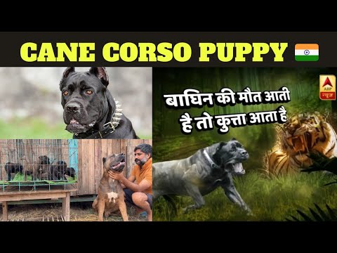 Cane Corso Puppy Available || बाघ को मार देने वाला कुत्ता Cane Corso in India 🔥  @SANDHUAGROFARM