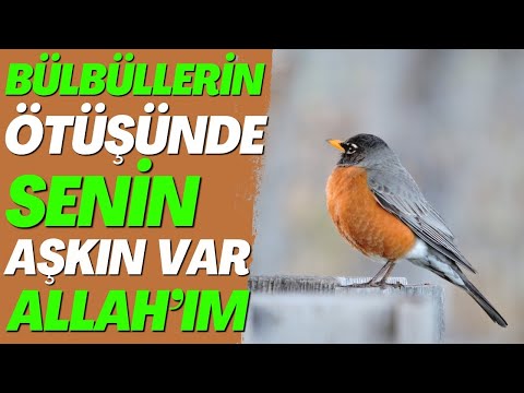BÜLBÜLLERİN ÖTÜŞÜNDE SENİN AŞKIN VAR ALLAH'IM | Karışık Seçme İlahiler | HAYIRLI HAFTALAR