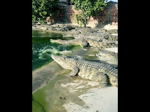 The first meal of the 2025 crocodile came a little later than usual #crocodile