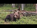 Impact of Wolf Reintroduction in Yellowstone