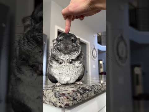 👉✈️😉 #shorts #chinchilla #pets