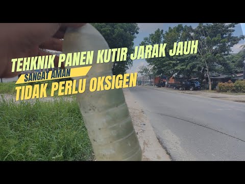 Rahasia Kutu Air tetap hidup dalam perjalanan lebih dari 30 Menit