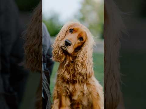 Found a Dog with GOLDEN Hair 👑 #dogphotography